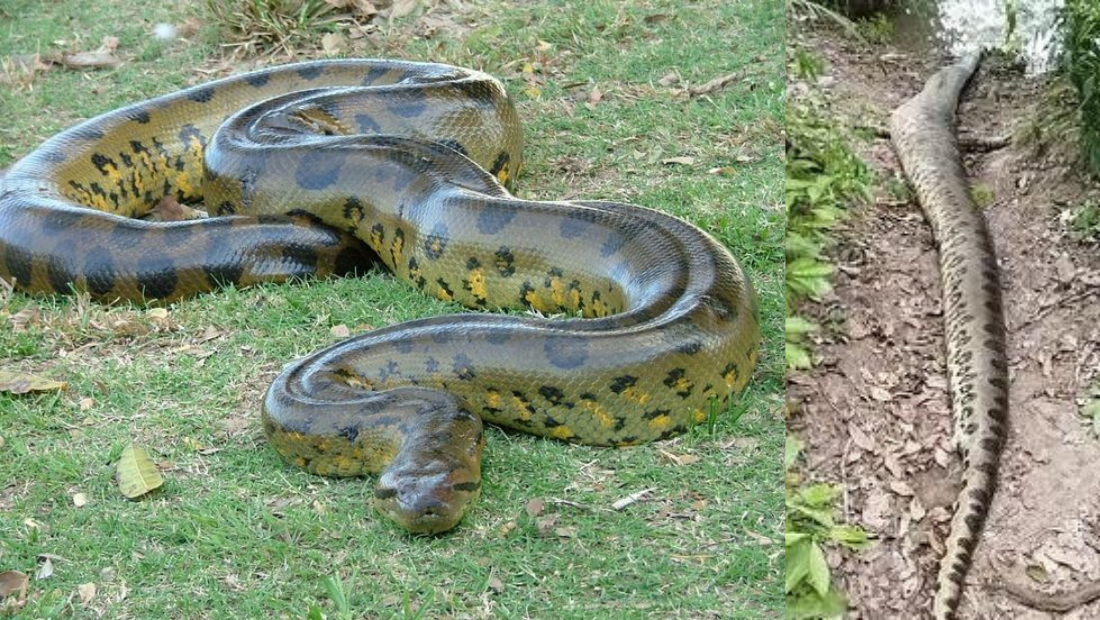 World Largest Snake Found Dead | Ana Julia,48 Ft, Amazon...