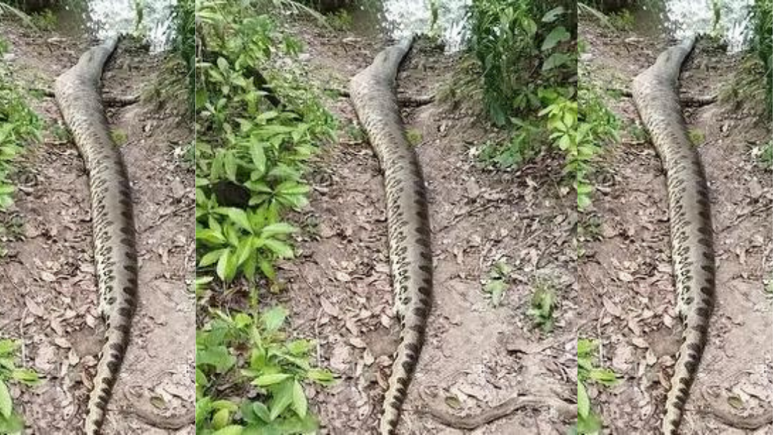 World Largest Snake Found Dead | Ana Julia,48 Ft, Amazon...