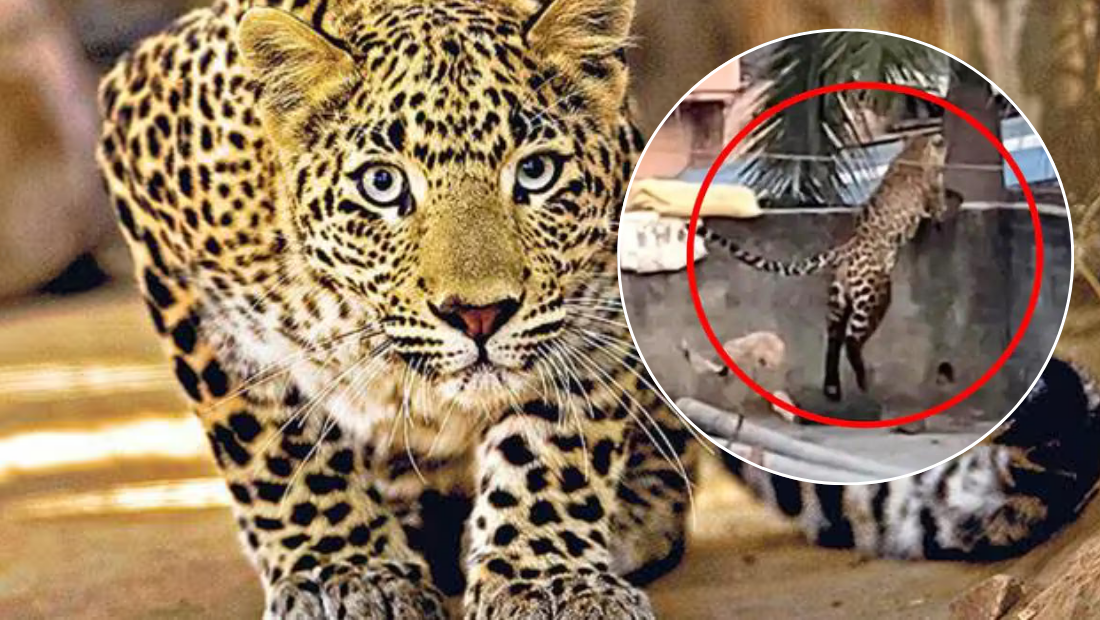 Delhi News | Delhi roop nagar leopard, injuries to five individuals