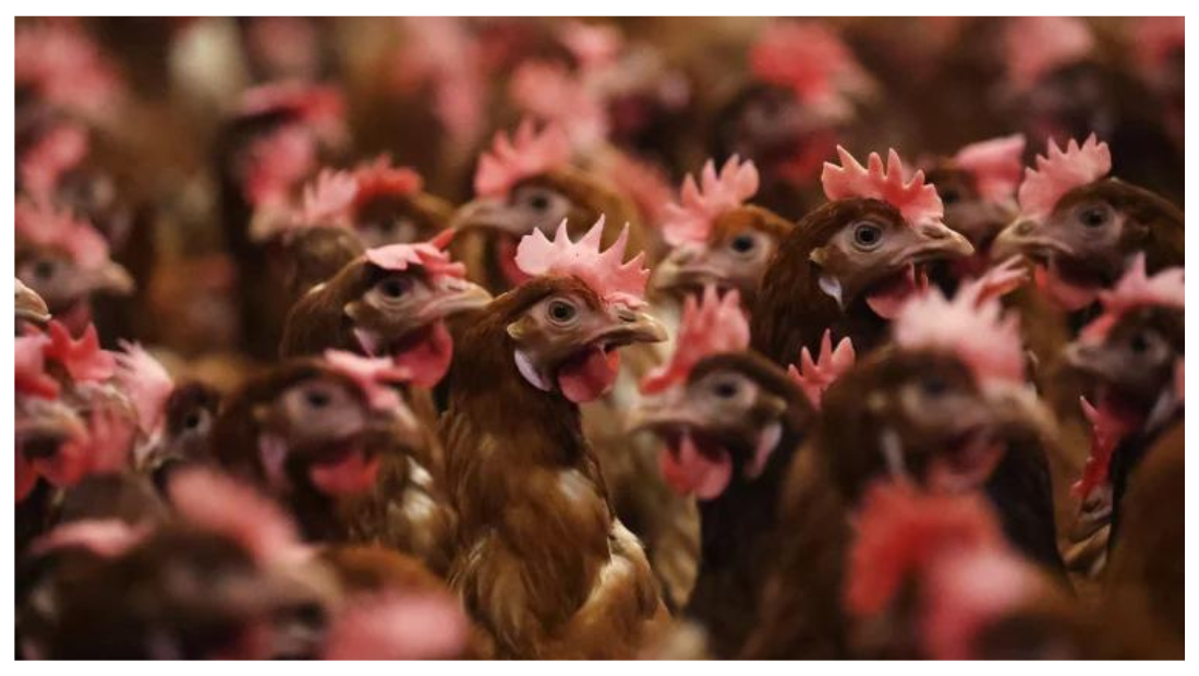 H5N1 Bird Flu Pandemic: A Looming Threat That Could Dwarf COVID-19