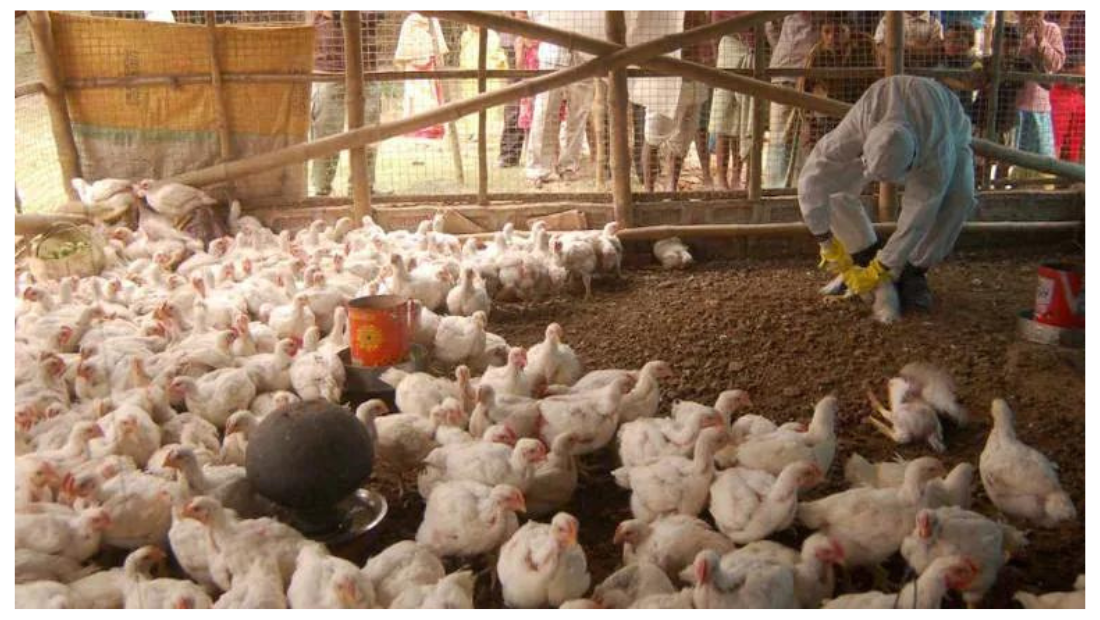 H5N1 Bird Flu Pandemic: A Looming Threat That Could Dwarf COVID-19