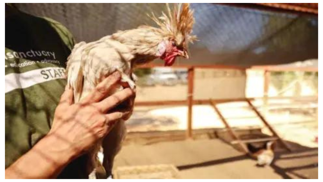 H5N1 Bird Flu Pandemic: A Looming Threat That Could Dwarf COVID-19